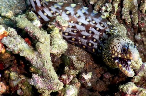 Muraena lentiginosa - Jewel moray | Snorkeling Report