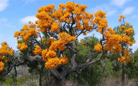 WA Christmas Tree - ClimateWatch Australia- Citizen Science App