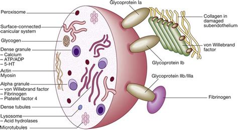 Blood disease | Basicmedical Key