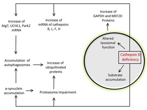 Consequence of Cathepsin D deficiencies. Cathepsin D is a major... | Download Scientific Diagram