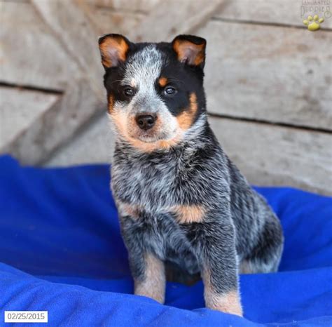 √√ Black Golden Retriever Limpopo South Africa - Buy Puppy In Your Area