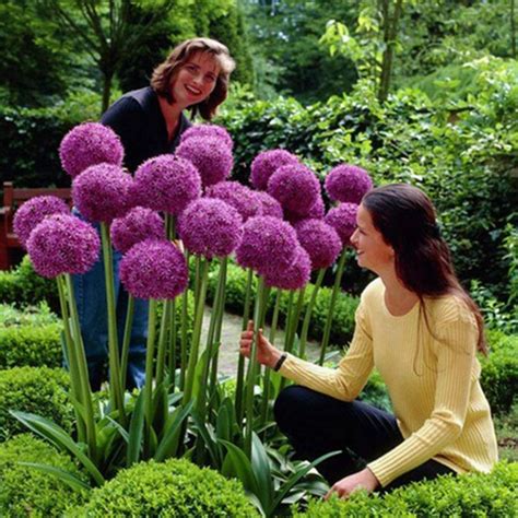 Giant Onion Seeds - Globemaster (Allium Giganteum) - Price: €1.95