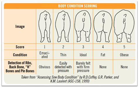 Swine Chart