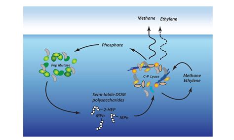 A New Explanation for the Marine Methane Paradox :: Ocean Carbon ...