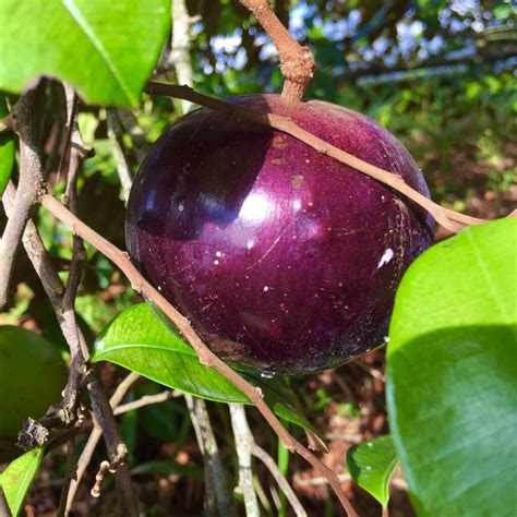 Star Apple (Caimito)Fruit Tree 2’-3’ » Tropical Plantae