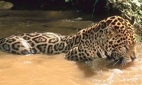 Jaguar (Big Cat) - Facts, Information & Pictures | Jaguar animal, Big cats, Wild cats