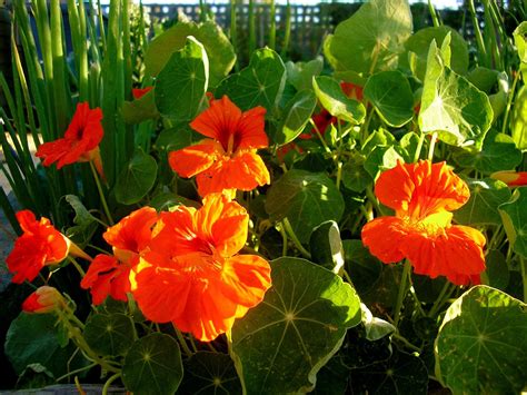 Nasturtiums | Milo Mitchel | Nasturtium, Garden vines, Plants