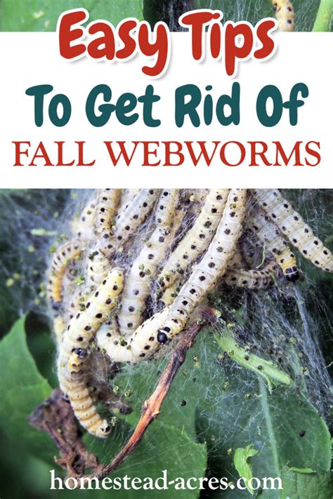 Fall Webworm Control - How To Get Rid Of Fall Webworms Easily - Homestead Acres