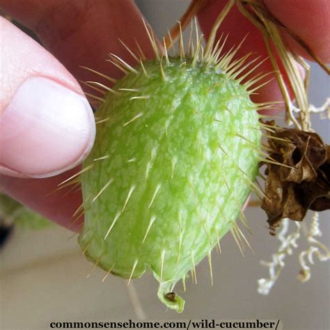 Wild Cucumber - (Echinocystis lobata) - Good or Bad?