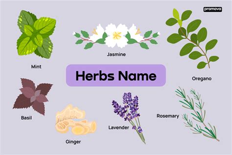 English Names of Herbs