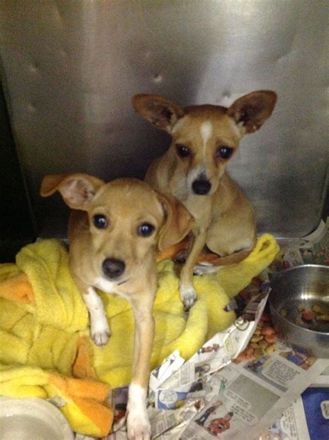 LOS LUNAS, NM - BOTH DOGS TO BE DESTROYED - 9/20/16 - VALENCIA COUNTY ...