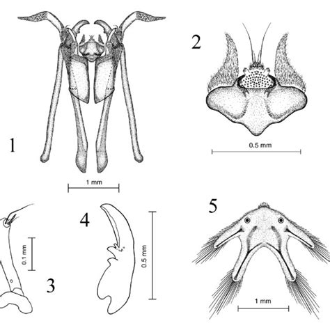 Parasitic Brachycera Cyclorrhapha (Anthomyidae?) larvae attached to the... | Download Scientific ...