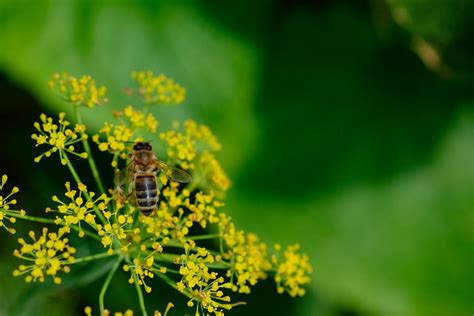 Pollinator Habitat Program Now Accepting Grant Applications