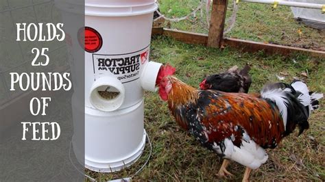 Diy Automatic Chicken Feeder (easiest way to feed your chickens with a 5~gallon Bucket) - YouTube