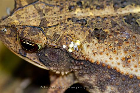 Russ Norwood Photography - | Amphibians & Reptiles | Gulf Coast Toad Poison Glands