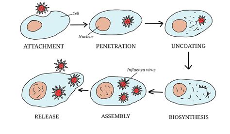 What Is The Purpose Of Viral Life Cycle