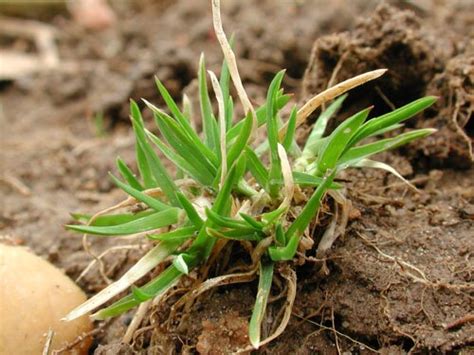 Annual Bluegrass (WA) (Poa annua) - family: Poaceae (Grass) - MSU Turf Weeds.net - Weed ...