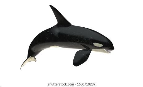 Killer Whale Orcinus Orca Jumping Isolated Stock Photo 327405206 ...