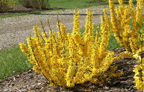 Forsythia Bush Care & Growing Guide | Garden Design