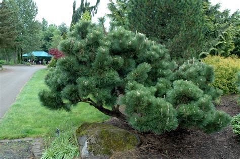 Japanese Black Pine | Coniferous Forest