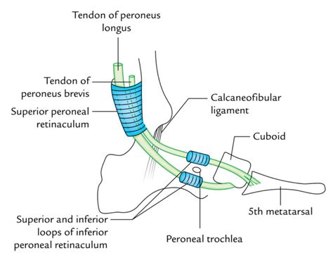 Peroneal Retinacula – Earth's Lab