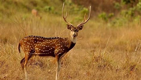 7 Best Wildlife Sanctuaries In Uttarakhand One Must Visit In 2023