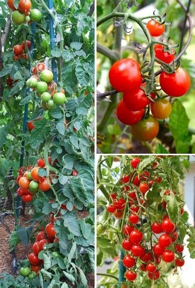 Pohon Tomat Cherry