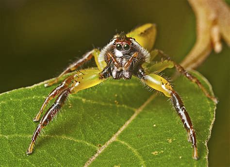 Green Jumping Spider from Freshwater national park on December 30, 2017 ...