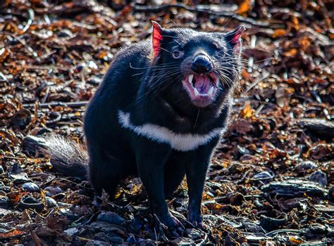 Angry Devil | Tasmanian Devils | Carl Johan Heickendorf | Flickr