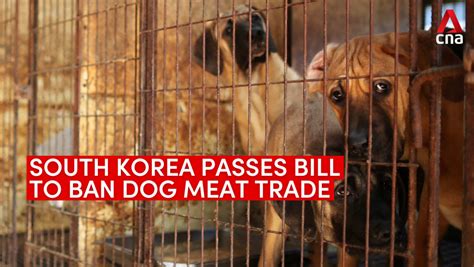 South Korea passes Bill banning dog meat trade | Video - CNA