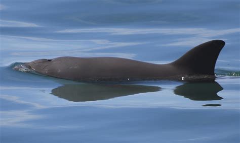 Vaquita - Marine Mammal Commission