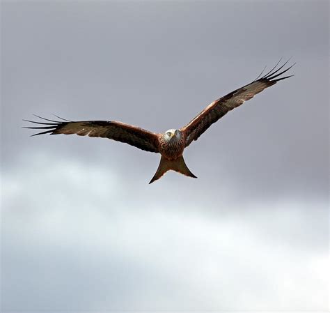 Red Kite in flight Photograph by Grant Glendinning - Fine Art America