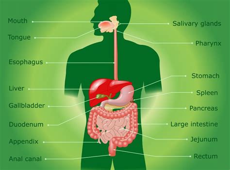 What are the benefits of digestive enzymes? | Clearview Chiropractic