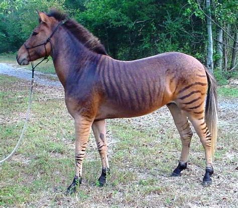 17 Best images about Zorse: horse X zebra on Pinterest | Park in ...