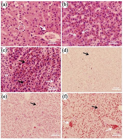 Effects of Ingested Baccharis dracunculifolia D.C. (Asteraceae) Extract ...