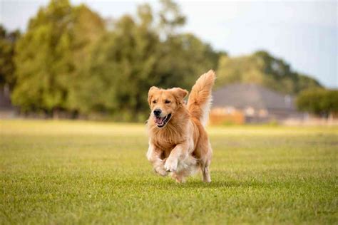 Are Golden Retrievers Hunting Dogs? The Truth! - Retriever Advice