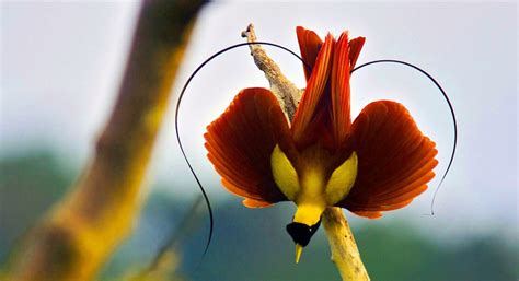 Birds of Paradise in Raja Ampat, Indonesia Luxury Bird Watching Cruises | el Aleph