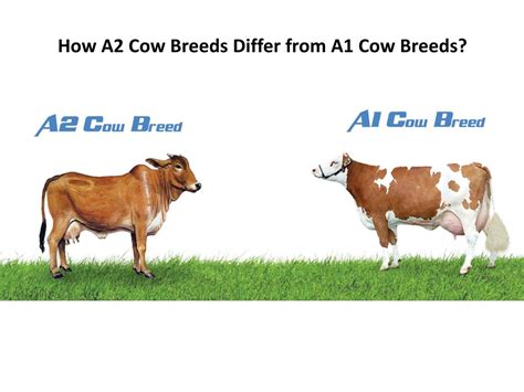 PPT - How A2 Cow Breeds Differ from A1 Cow Breeds? | GFO Farming ...