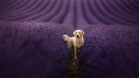 Golden Retriever HD Wallpapers | HD Wallpapers | ID #33388