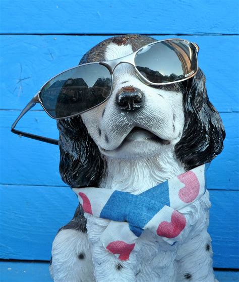 Dog with sunglasses background 1080P, 2K, 4K, 5K HD wallpapers free ...