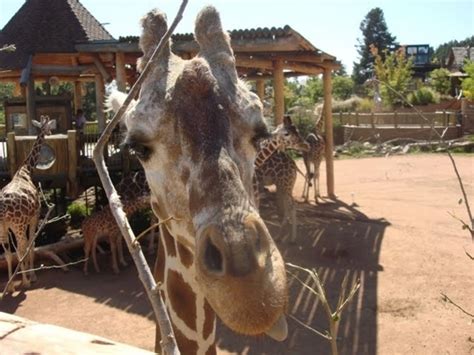 Cheyenne Mountain Zoo in Colorado Springs, Colorado - Kid-friendly Attractions | Trekaroo