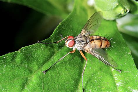 How Quickly Do Fruit Flies Reproduce? – Fruit Fly BarPro | The Number 1 ...