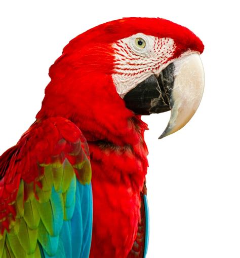 Pet Macaw Photos | ThriftyFun