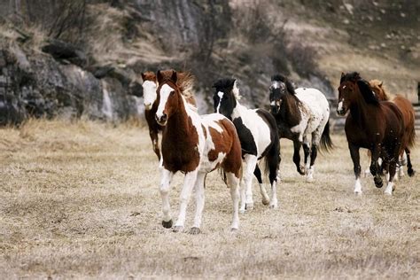 Horses Galloping In A Field Photograph by Richard Wear | Fine Art America