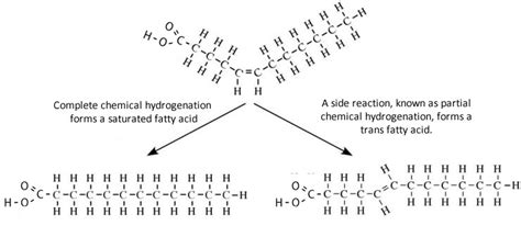 Hydrogenated Oil Structure