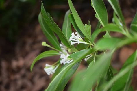 How to plant, care, grow and harvest cloves - the basics