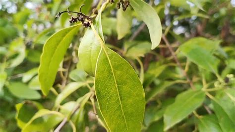 close view of sandalwood tree or Chandan Tree #चंदन का पेड़ kanke#Ranchi#Jharkhand - YouTube