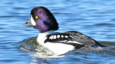 Barrow's Goldeneye | Audubon Field Guide