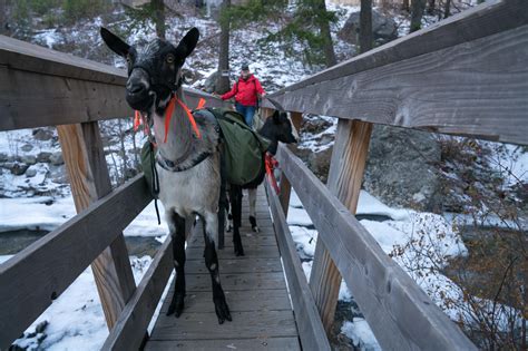 Goats Are Picking Up The Load For Backcountry Travelers. Some Worry About The Impact | KUNC