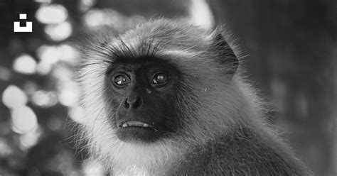 Foto Foto en escala de grises de un mono cerca de un árbol – Imagen Reserva de tigres de Kanha ...